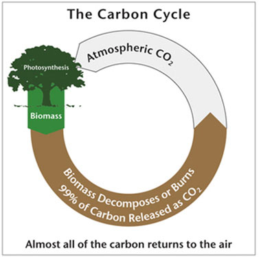 CarbonCycle_374